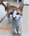 adoptable Cat in willow grove, PA named Puma, Willow Grove PA (FCID # 03/26/2024-104)
