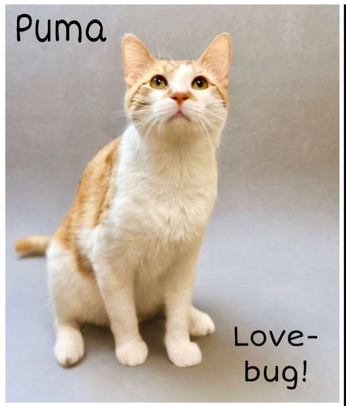 adoptable Cat in Jenkintown, PA named Puma, Jenkintown PetSmart (FCID # 03/26/2024-104)