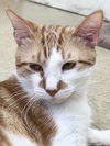 adoptable Cat in Willow Grove, PA named Poomah, Willow Grove Area (FCID # 03/26/2024-104)