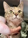 adoptable Cat in us, AR named Molly (FCID# 03/21/2024 - 27 Trainer)