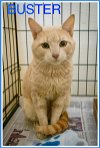 adoptable Cat in marcus hook, PA named Buster (FCID# 04/08/2024 - 54 Trainer)