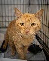 adoptable Cat in us, AR named Norton (FCID# 04/08/2024 - 55 Trainer) C
