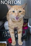 adoptable Cat in us, AR named Norton (FCID# 04/08/2024 - 55 Trainer) C