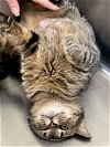 adoptable Cat in marcus hook, PA named Annabelle (FCID# 04/09/2024 - 59 Trainer)