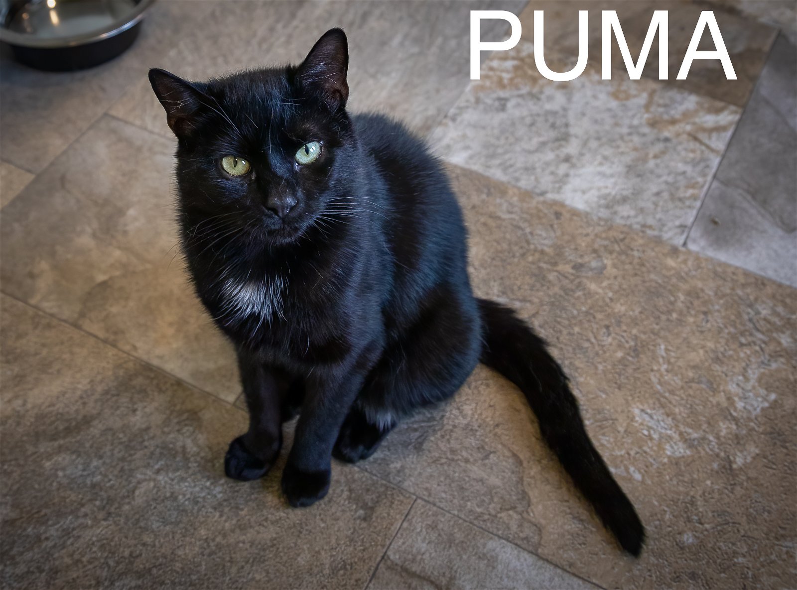 adoptable Cat in Marcus Hook, PA named Puma (FCID# 04/08/2024 - 508 Trainer)