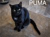 adoptable Cat in us, AR named Puma (FCID# 04/08/2024 - 508 Trainer)