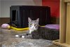 adoptable Cat in  named Cupcake (FCID# 04/01/2024 - 74)