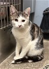adoptable Cat in wilmington, DE named Alley (FCID# 01/04/2024 - 62 Brandywine PS)
