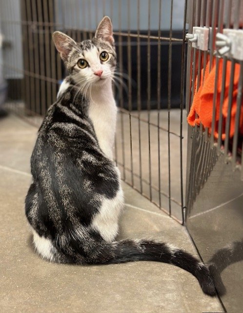 adoptable Cat in Wilmington, DE named Abby (FCID# 01/04/2024 - 63 Brandywine PS)