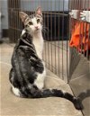 adoptable Cat in wilmington, DE named Abby (FCID# 01/04/2024 - 63 Brandywine PS)