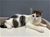 adoptable Cat in wilmington, DE named Alex (FCID# 01/04/64 - 2024 Brandywine PS) C