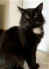 adoptable Cat in us, AR named Toby:  DLH (FCID# 02/29/2024 - 83 Trainer) C
