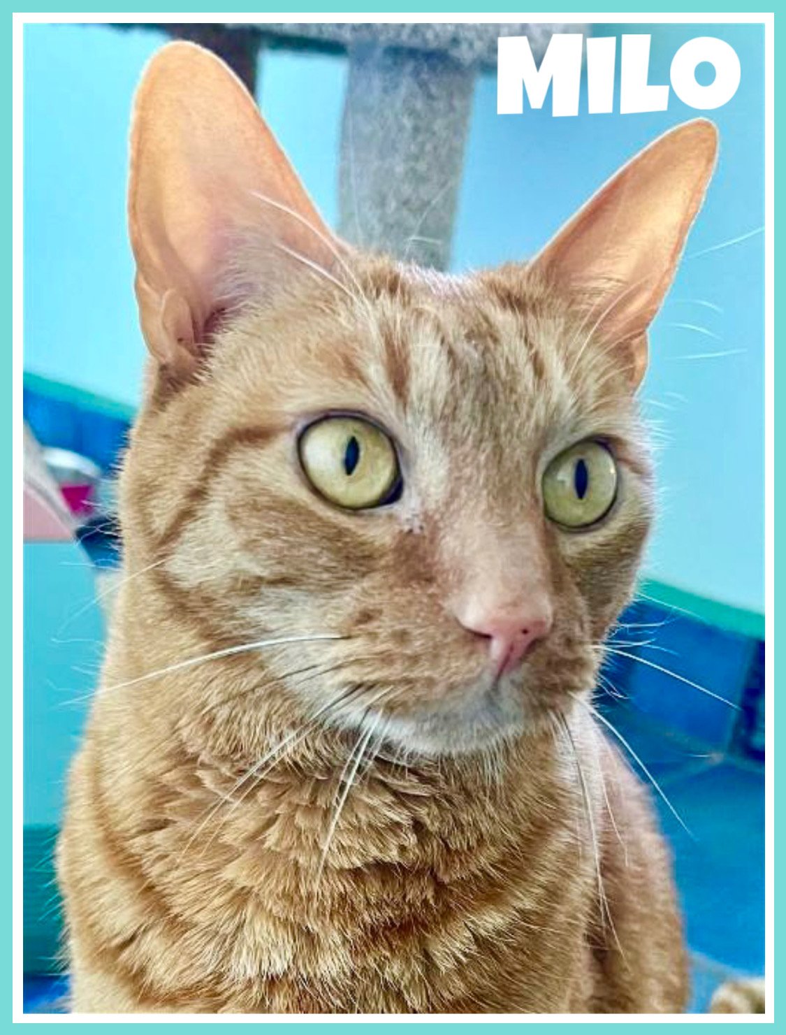 adoptable Cat in Kennett Square, PA named Milo (FCID# 10/05/2015 - 38) C