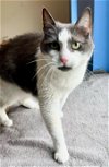 adoptable Cat in marcus hook, PA named Gracie (FCID# 10/05/2015 - 39 Trainer) C
