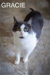 adoptable Cat in  named Gracie (FCID# 10/05/2015 - 39 Trainer) C