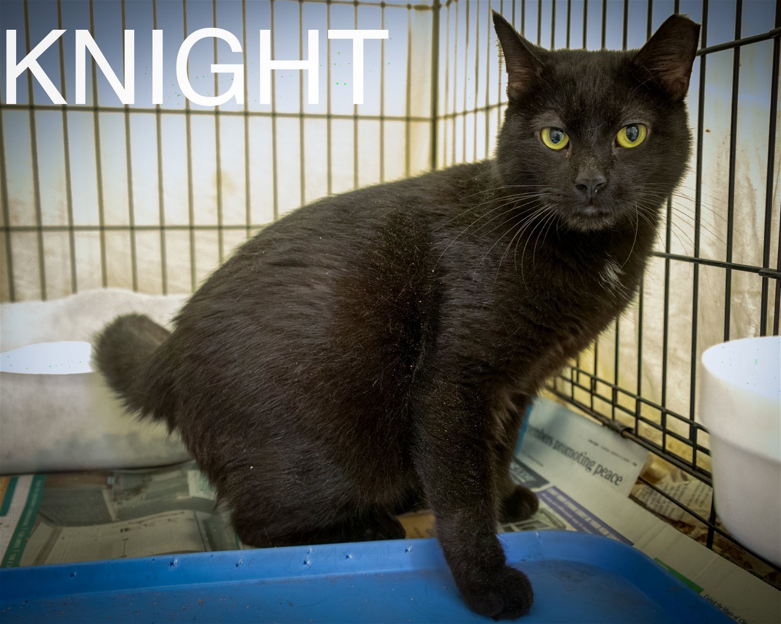 adoptable Cat in Marcus Hook, PA named Knight (FCID# 04/10/2024 - 71 Trainer)