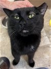 adoptable Cat in us, AR named Knight (FCID# 04/10/2024 - 71 Trainer)