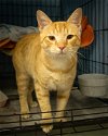 adoptable Cat in us, AR named Simba (FCID# 04/10/2024 - 12 Trainer)