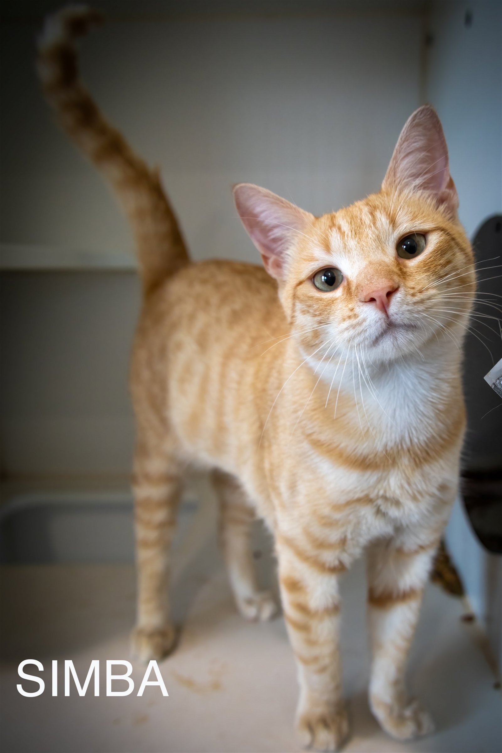 adoptable Cat in Wilmington, DE named Simba (FCID# 04/10/2024 - 12 Brandywine PS)