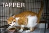 adoptable Cat in us, AR named Tapper (FCID# 04/10/2024 - 92 Trainer)