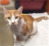 adoptable Cat in millsboro, DE named Tapper (FCID# 04/10/2024 - 92 Millsboro PS)