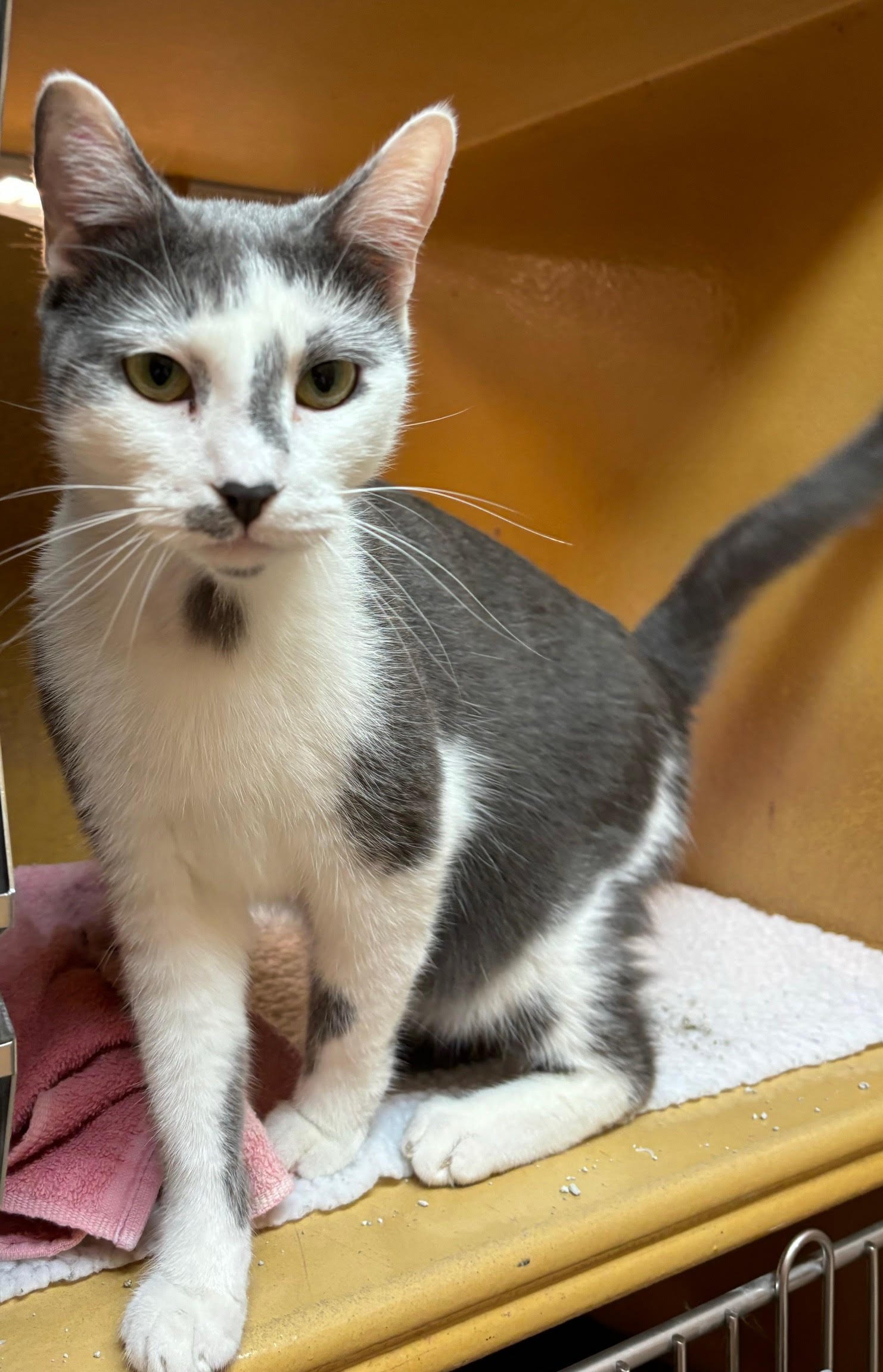adoptable Cat in Glen Mills, PA named Dax (FCID# 04/10/2024 - 74 Glen Mills PS)