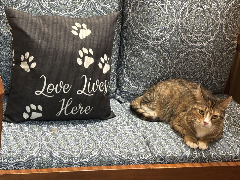 adoptable Cat in Wilmington, DE named Emma (FCID# 03/21/24 - 22)