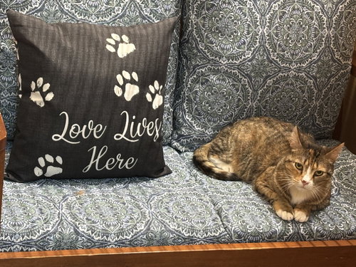 EMMA (FCID# 03/21/24 - 22) - Tabby / Calico available for adoption