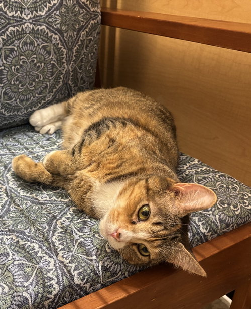 EMMA (FCID# 03/21/24 - 22) - Tabby / Calico available for adoption