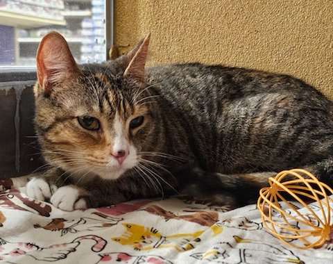 adoptable Cat in Newark, DE named Emma (FCID# 03/21/2024 - 22)