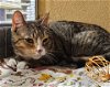 adoptable Cat in  named Emma (FCID# 03/21/2024 - 22 Christiana PS)