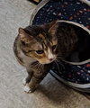 Emma (FCID# 03/21/24 - 22) - Photo 4