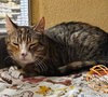 Emma (FCID# 03/21/24 - 22) - Photo 9