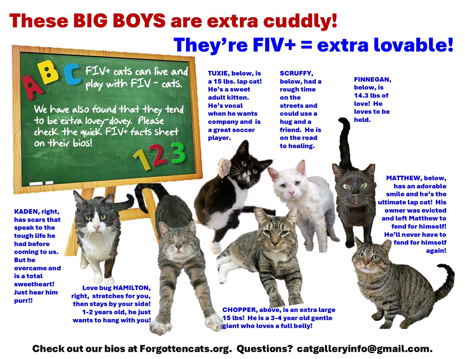 adoptable Cat in Wilmington, DE named Big Boys Part 3