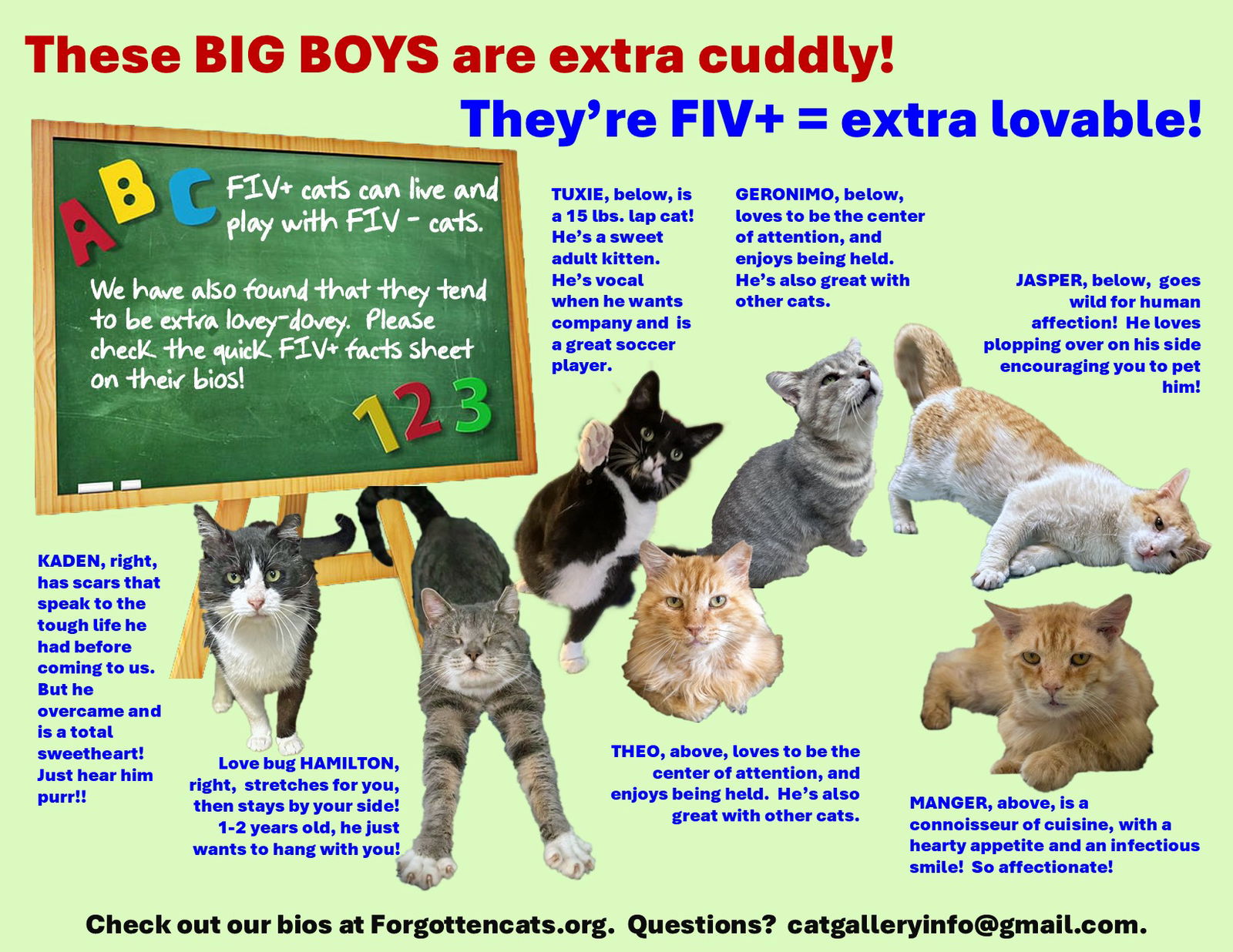 adoptable Cat in Wilmington, DE named Big Boys FIV+