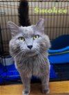 adoptable Cat in willow grove, PA named Smokee DLH Willow Grove, PA (FCID 03/28/2024-11)