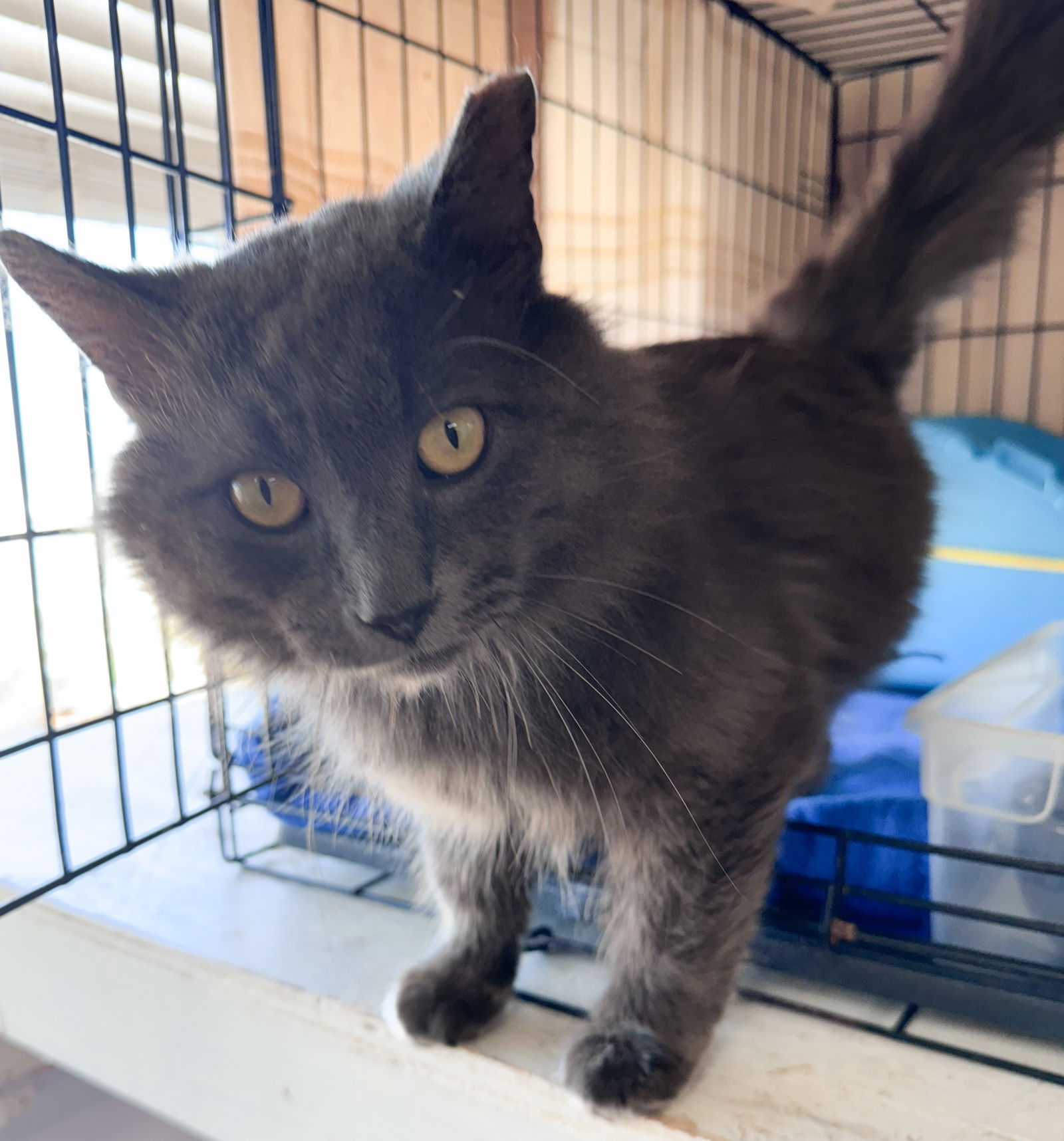 Cats for Adoption in Hockessin Delaware Alpha Paw