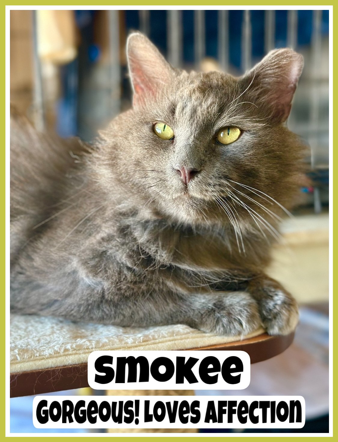 adoptable Cat in Willow Grove, PA named Smokee DLH Willow Grove, PA (FCID 03/28/2024-11)
