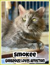 adoptable Cat in  named Smokee DLH Willow Grove, PA (FCID 03/28/2024-11)