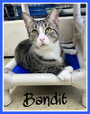 adoptable Cat in Willow Grove, PA named Bandit, Willow Grove, PA (FCID# 04/04/24-114)