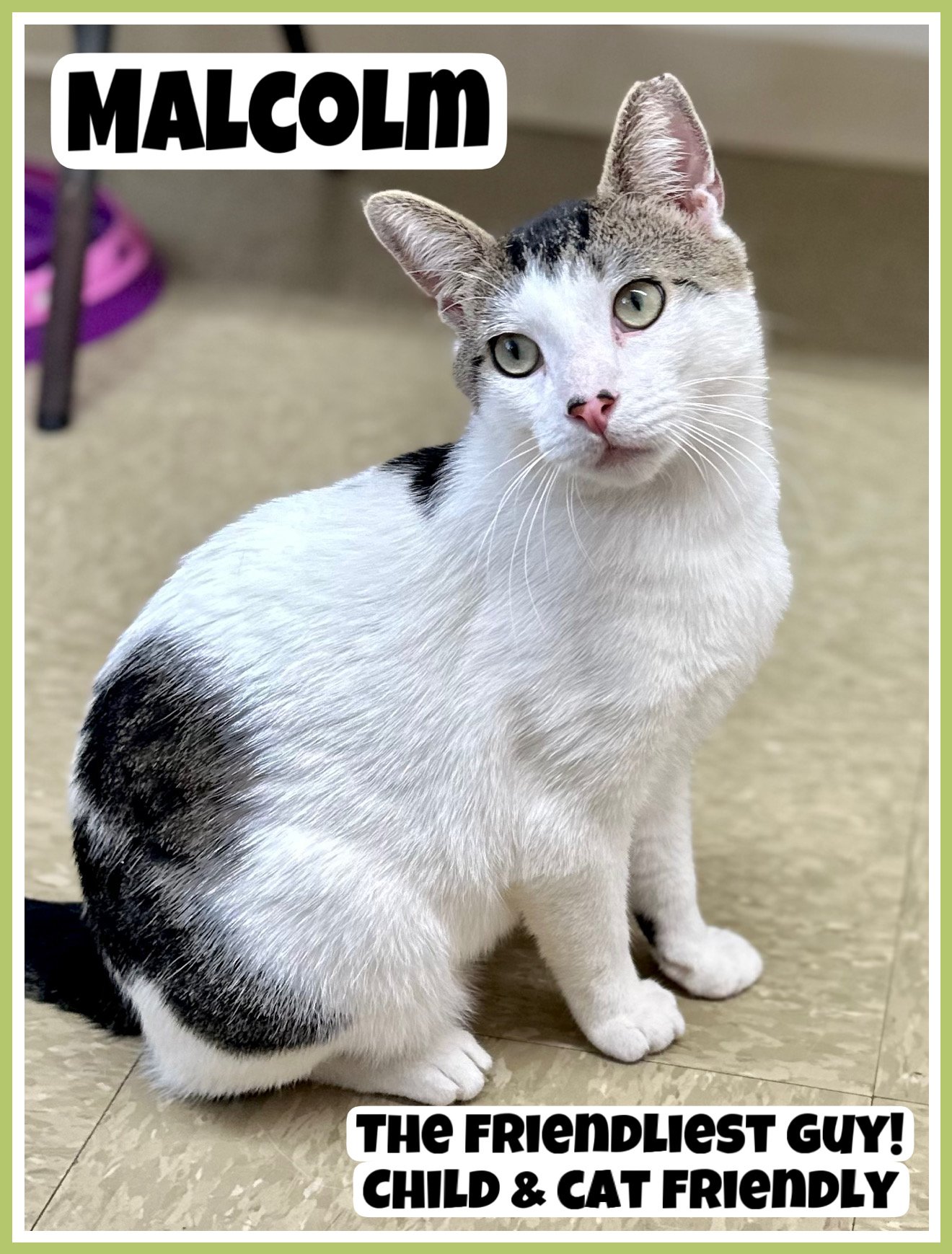 adoptable Cat in Willow Grove, PA named Malcolm, Willow Grove PA (FCID # 03/26/2024-34)