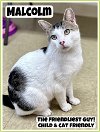 adoptable Cat in willow grove, PA named Malcolm, Willow Grove PA (FCID # 03/26/2024-34)