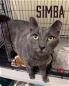 adoptable Cat in willow grove, PA named Simba, Willow Grove PA (FCID# 04/02/2024-114)
