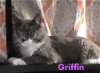adoptable Cat in , PA named Griffin DMH Willow Grove Area (FCID #3/22/24-145)