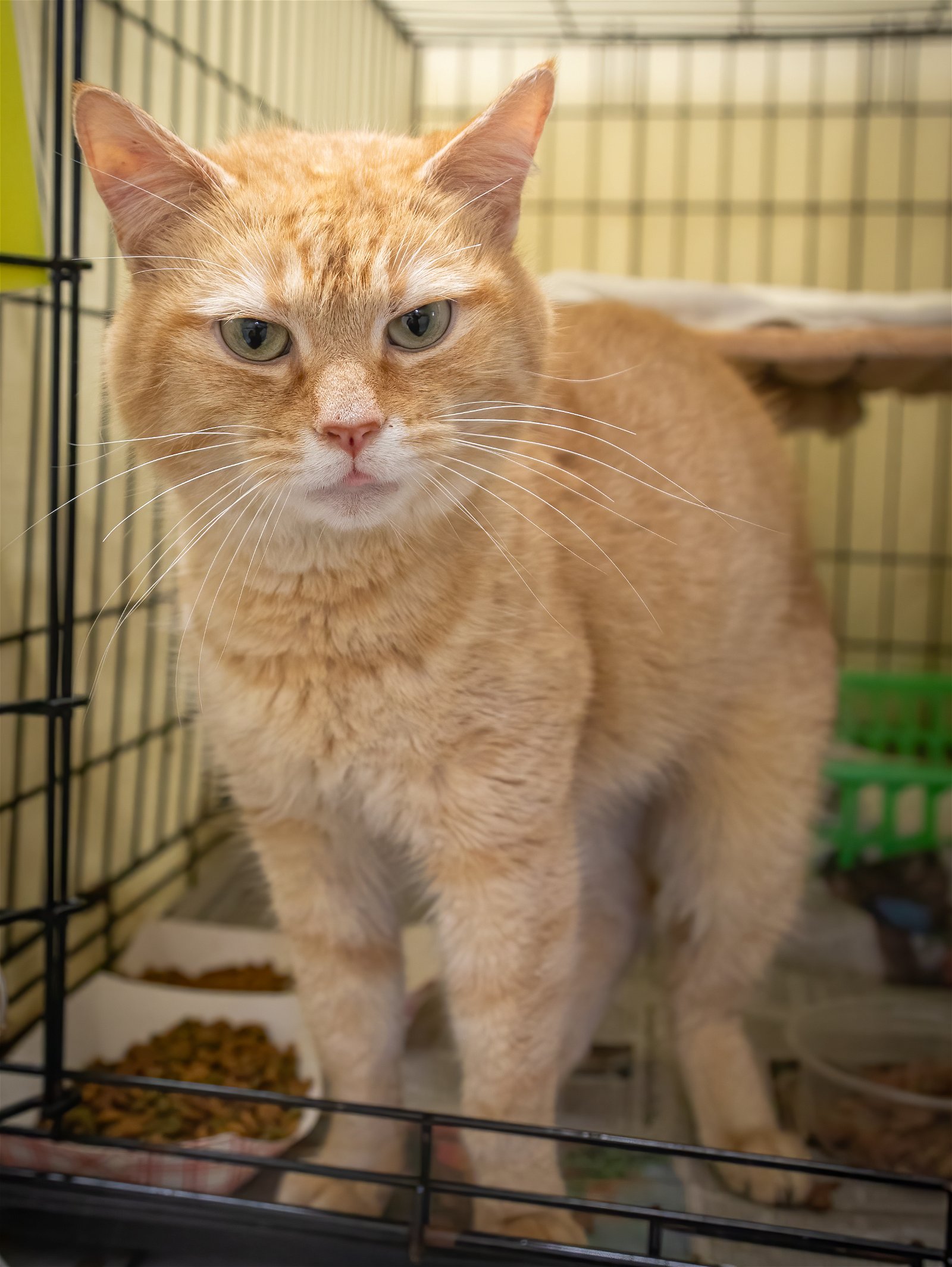 adoptable Cat in Marcus Hook, PA named Harold (FCID# 04/16/2024 - 11 Trainer)