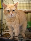 adoptable Cat in us, AR named Harold (FCID# 04/16/2024 - 11 Trainer)