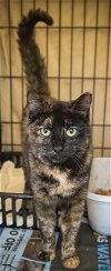 adoptable Cat in  named Begonia (FCID# 04/15/2024 - 32 Trainer)