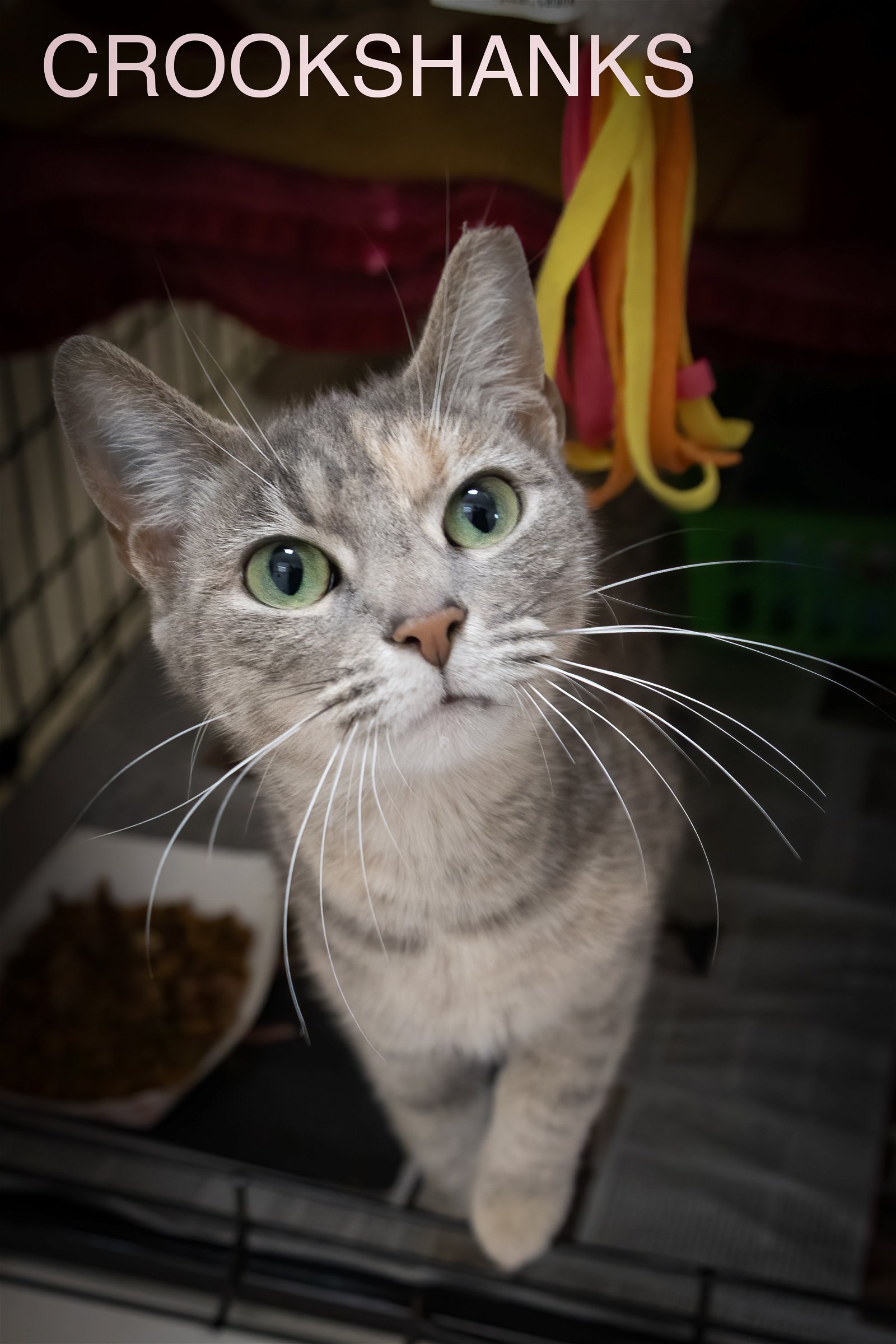 adoptable Cat in Marcus Hook, PA named Crookshanks (FCID# 04/15/2024 - 81 Trainer)