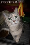 adoptable Cat in marcus hook, PA named Crookshanks (FCID# 04/15/2024 - 81 Trainer)