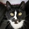 adoptable Cat in us, AR named Sylvester (FCID# 04/15/2024 - 91 Trainer)